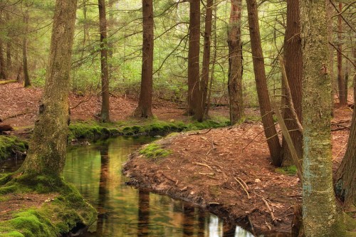 A serene forest scene with tall trees, moss-covered ground, and a gently flowing stream reflecting the greenery.