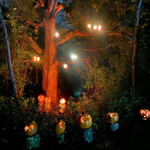 A spooky scene with carved pumpkins glowing in a dark forest, hanging from a tree and arranged on the ground.