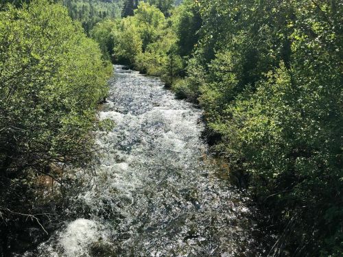 A flowing river surrounded by lush green trees and shrubs under bright sunlight.