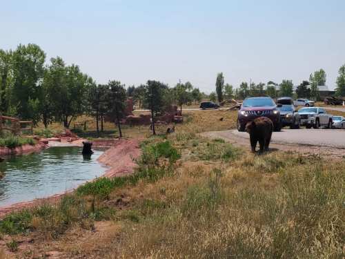 A bear walks near a road while another bear is in the water, with cars parked nearby and trees in the background.
