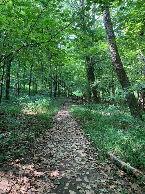 A serene forest path surrounded by lush green trees and scattered leaves on the ground.