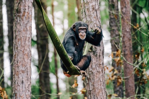 A chimpanzee sitting on a tree branch, surrounded by tall trees and greenery.