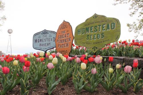 Colorful signs for "The Homestead Bakery," "The Great Pumpkin Patch," and "Homestead Seeds" among blooming tulips.