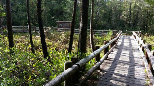 A wooden boardwalk winds through a lush, green wetland surrounded by trees and sunlight.