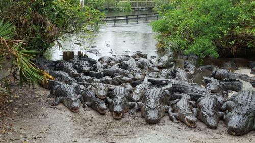 A group of alligators resting on a sandy bank near a waterway, surrounded by lush greenery.