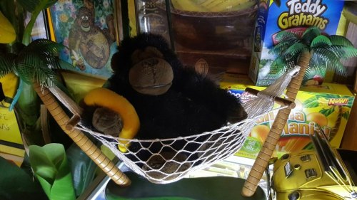A plush gorilla lounging in a hammock surrounded by tropical decorations and snacks.