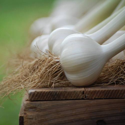 Close-up of fresh garlic bulbs with roots, resting on a wooden surface against a blurred green background.