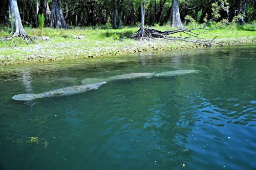 A manatee swims gracefully in clear water surrounded by lush greenery and trees along the shore.