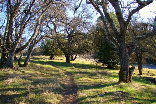 A winding dirt path through a sunlit forest with bare trees and lush green grass.