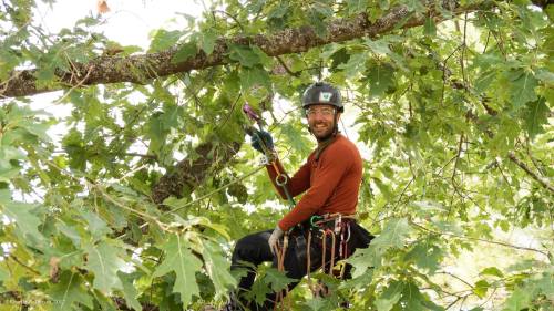 A smiling person in a helmet sits on a tree branch, surrounded by green leaves, holding climbing gear.