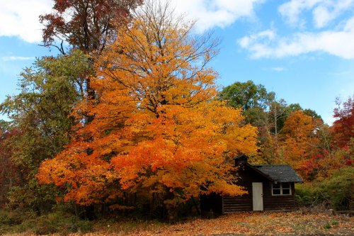 A small wooden cabin surrounded by vibrant orange and yellow autumn trees under a blue sky.