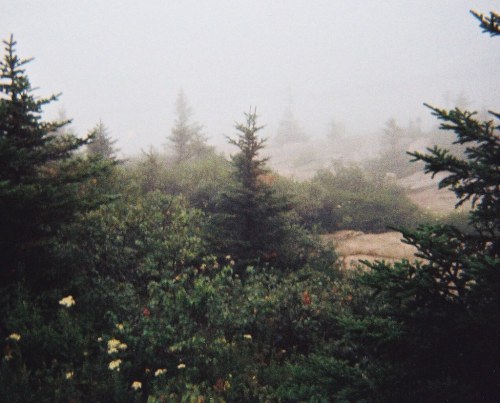 A misty forest scene with evergreen trees partially obscured by fog, creating a serene and mysterious atmosphere.