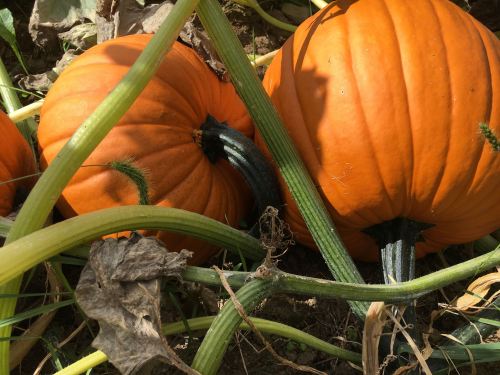 Two bright orange pumpkins nestled among green vines and leaves in a garden setting.
