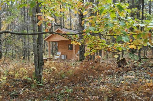A small wooden cabin nestled among trees and autumn foliage in a serene forest setting.