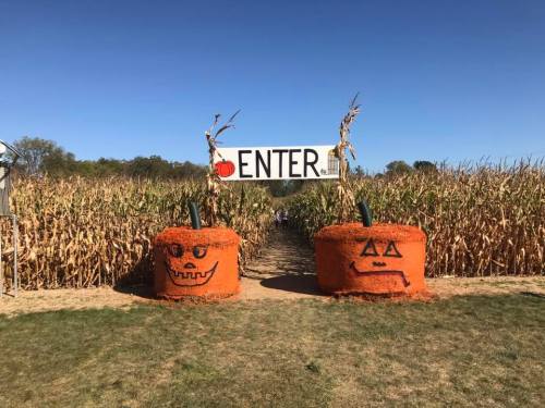 A corn maze entrance with two large, orange pumpkin decorations and a sign that says "ENTER" above.