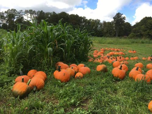 A field with bright orange pumpkins scattered among green grass and tall corn plants under a partly cloudy sky.