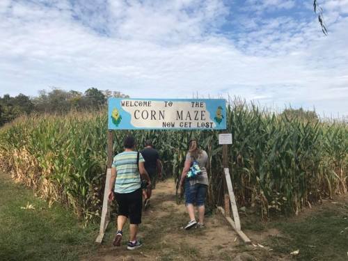 A group of people walking towards a sign that reads "Welcome to the Corn Maze, Now Get Lost," surrounded by tall corn.