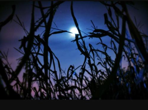 A view of the night sky through tall corn stalks, illuminated by a bright moon against a blue and purple backdrop.