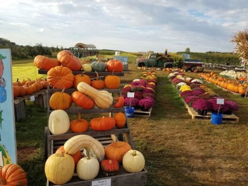 A vibrant pumpkin patch with various pumpkins and colorful mums arranged on display under a cloudy sky.