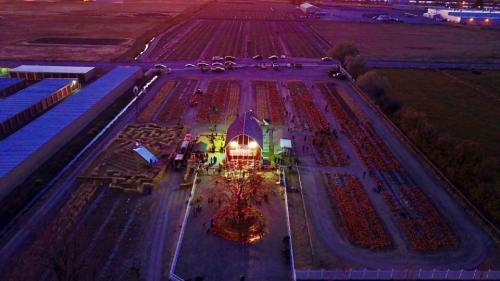 Aerial view of a pumpkin patch at dusk, featuring a barn, maze, and rows of pumpkins illuminated by warm lights.