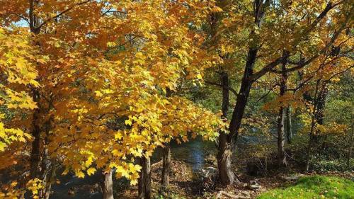 Vibrant autumn leaves in shades of yellow surround a serene riverbank, creating a picturesque fall scene.