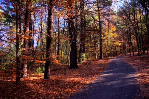 A serene forest path lined with trees displaying vibrant autumn foliage and a carpet of fallen leaves.