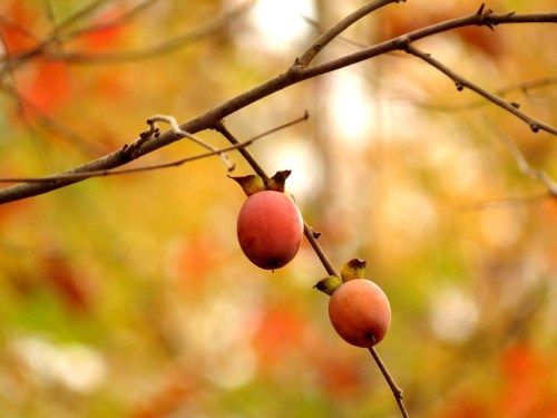 Two small, round fruits hang from a thin branch, surrounded by a blurred background of autumn foliage.