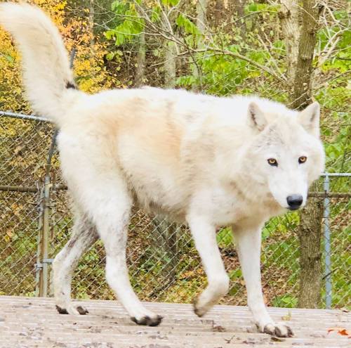 A white wolf walks gracefully on a wooden surface, surrounded by trees and a fenced area.
