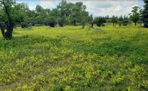 A vibrant field of yellow wildflowers surrounded by trees under a partly cloudy sky.