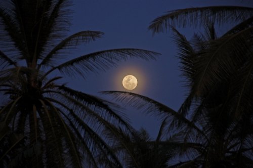 A full moon shines brightly through palm tree leaves against a dark blue sky.