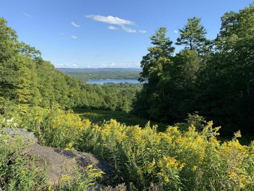 A scenic view of a lake surrounded by lush greenery and yellow wildflowers under a clear blue sky.