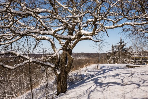 A snow-covered tree stands on a hillside, casting shadows on the white ground under a clear blue sky.