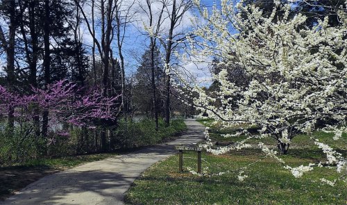 A scenic path winds through trees with pink and white blossoms, leading to a lake in a peaceful park setting.