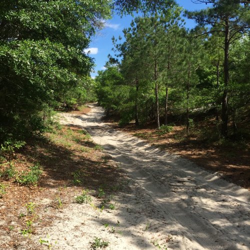 A sandy path winding through a lush green forest with tall trees and blue sky peeking through the foliage.