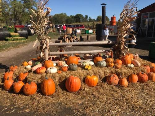 A display of various pumpkins and gourds arranged on hay bales, with a farm setting in the background.