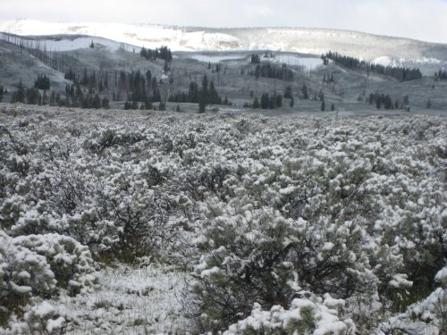 A snowy landscape with shrubs and distant hills, showcasing a serene winter scene in a mountainous area.