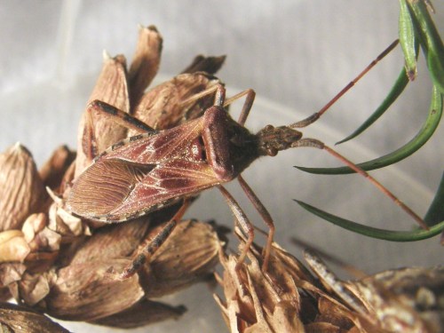 Close-up of a brown insect on dried plant material, showcasing its detailed body and legs.