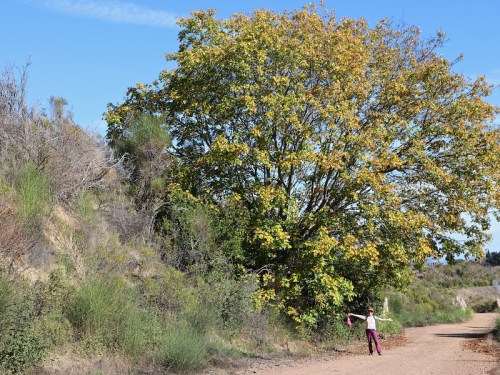 A person stands with arms outstretched beside a large tree on a dirt path, surrounded by greenery and blue sky.