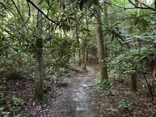 A narrow dirt path winding through a dense forest with lush green foliage and trees.