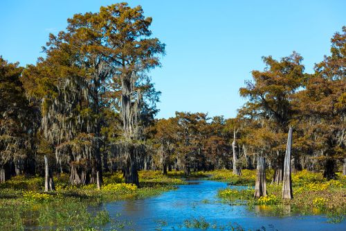 A serene swamp scene with cypress trees, Spanish moss, and a calm blue waterway surrounded by lush greenery and flowers.