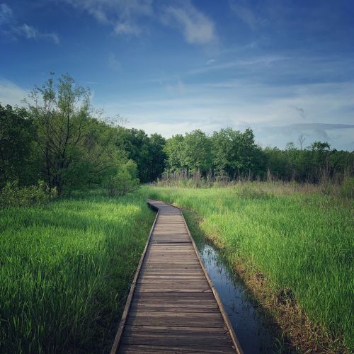 A winding wooden boardwalk through lush green grass and trees under a blue sky.