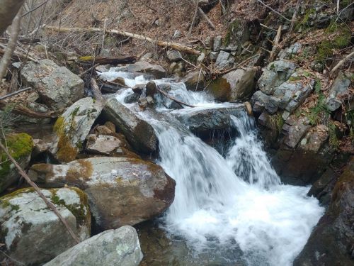 A serene stream flows over rocks in a wooded area, surrounded by trees and natural debris.
