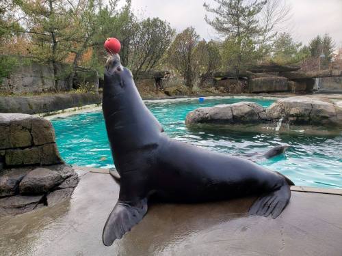 A sea lion balances a red ball on its nose while lounging by a pool surrounded by rocks and trees.