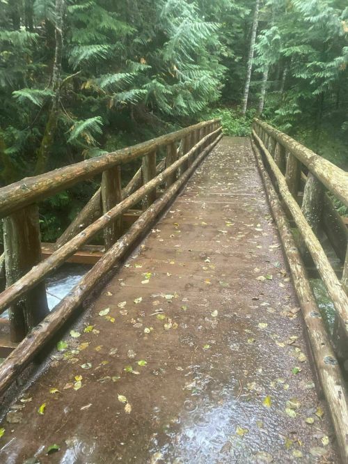 A wooden bridge over a wet path, surrounded by lush green trees and fallen leaves in a forest setting.