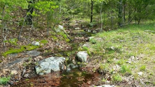 A serene stream flows through a lush green landscape, surrounded by rocks and trees, with fallen leaves scattered nearby.