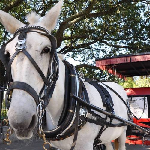 A close-up of a white horse in harness, standing in front of a carriage under leafy trees.