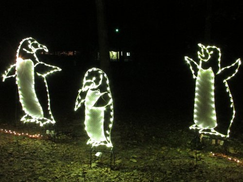 Three illuminated penguin figures made of lights, standing in a dark outdoor setting surrounded by fallen leaves.