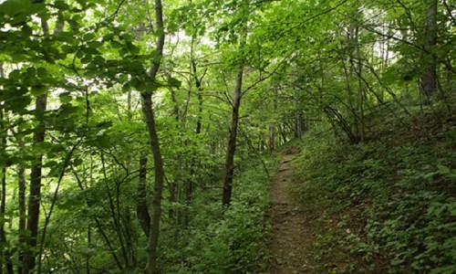 A serene forest path winding through lush green trees and foliage.