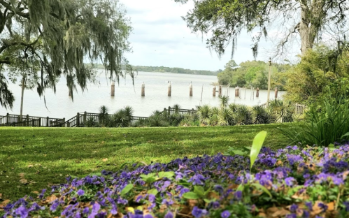 A serene riverside view with purple flowers in the foreground, wooden posts in the water, and lush greenery surrounding.