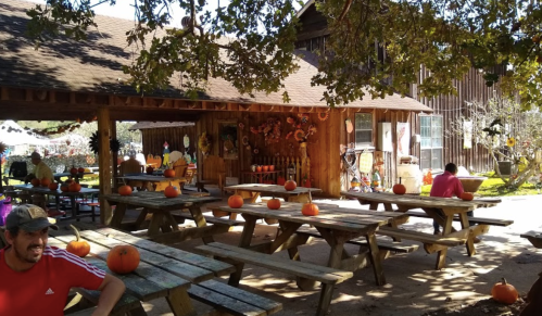 A rustic outdoor area with picnic tables, pumpkins scattered around, and a wooden building in the background.